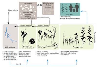 Potential Effects of Microplastic on Arbuscular Mycorrhizal Fungi